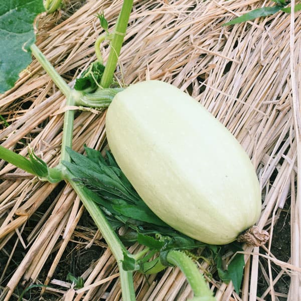 [送料無料][26年4月下旬予約]そうめんかぼちゃ自根苗3.5号ポット 24株セット