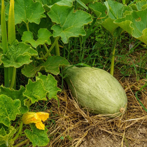 [26年4月下旬予約]カボチャ：甘龍（かんりゅう）自根苗3.5号ポット