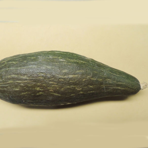 [26年4月下旬予約]カボチャ：甘龍（かんりゅう）自根苗3.5号ポット