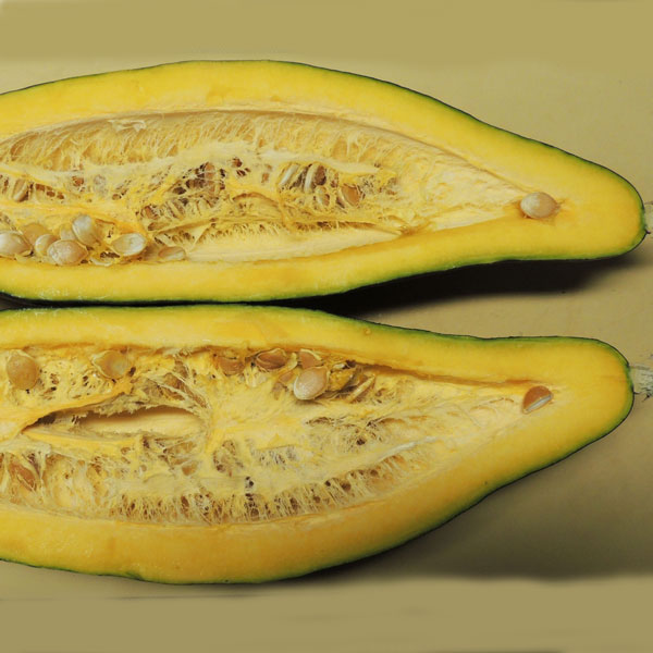 [26年4月下旬予約]カボチャ：甘龍（かんりゅう）自根苗3.5号ポット