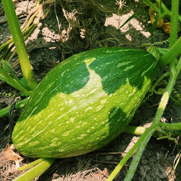 [26年4月下旬予約]カボチャ：ロロン南瓜自根苗3.5号ポット