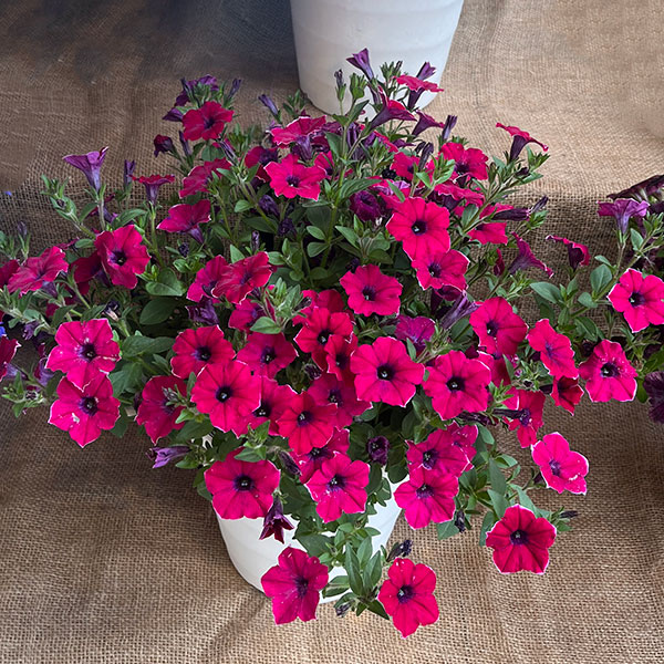 ペチュニア：彩夏（あやか）3.5号ポット