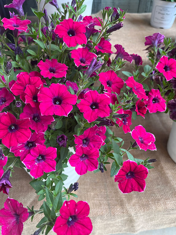 ペチュニア：彩夏（あやか）3.5号ポット