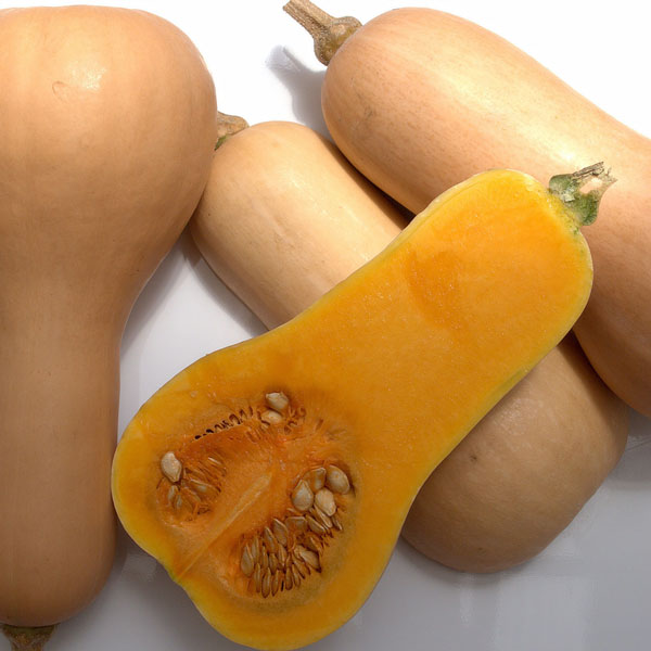 [送料無料][26年4月下旬予約]カボチャ：バターナッツ 自根苗3.5号ポット 24株セット