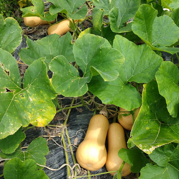 [送料無料][26年4月下旬予約]カボチャ：バターナッツ 自根苗3.5号ポット 24株セット