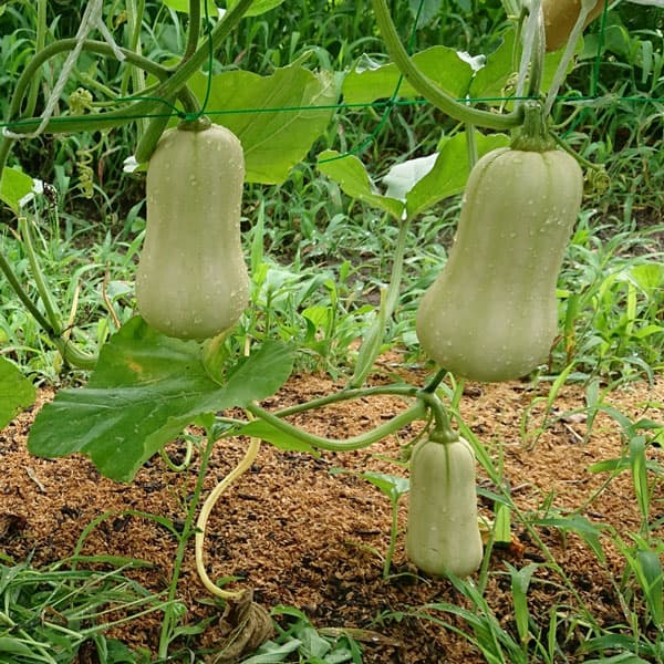 [送料無料][26年4月下旬予約]カボチャ：バターナッツ 自根苗3.5号ポット 24株セット