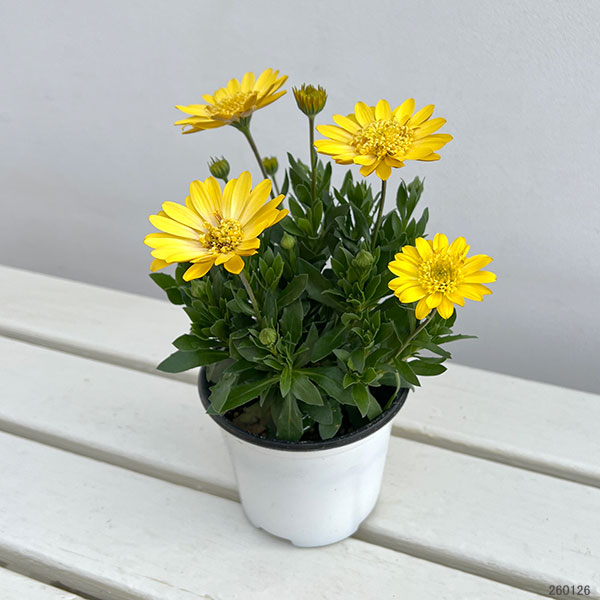 オステオスペルマム：プリンセス（八重）サニータルト4号鉢