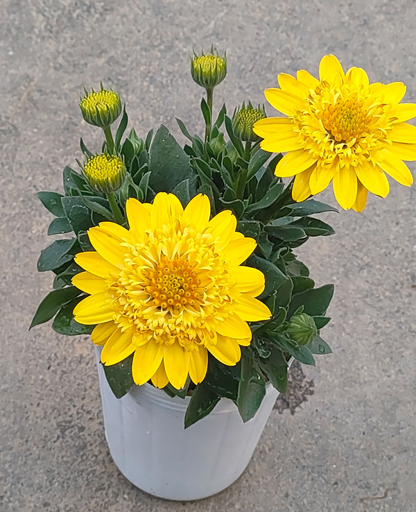 [26年1月中下旬予約]オステオスペルマム：プリンセス（八重）サニータルト4号鉢