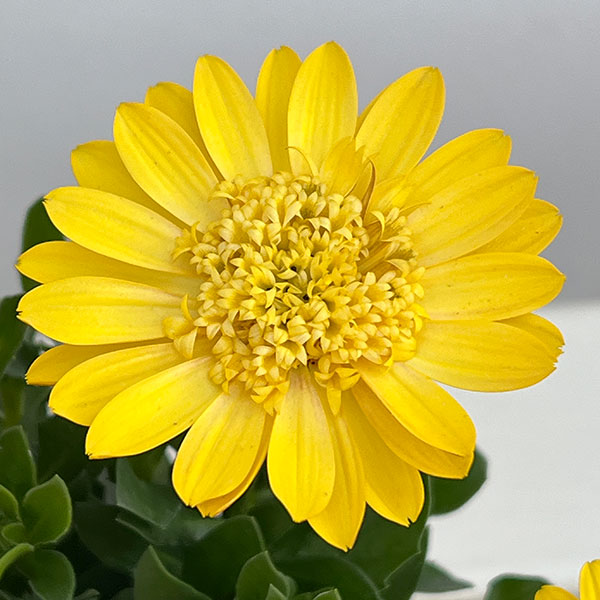 オステオスペルマム：プリンセス（八重）サニータルト4号鉢