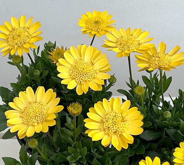 オステオスペルマム：プリンセス（八重）サニータルト4号鉢