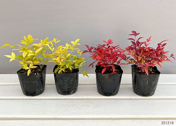 ナンテン(南天）：3-3.5号ポット紅白4株セット