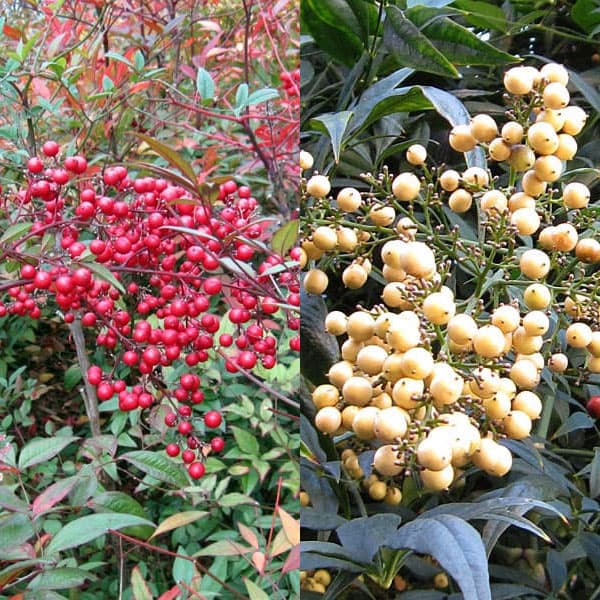 ナンテン(南天）：3-3.5号ポット紅白4株セット