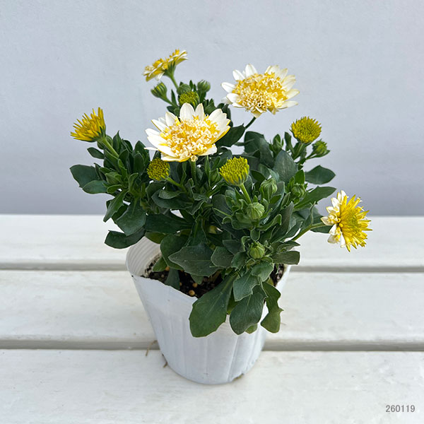 オステオスペルマム：プリンセス バナナタルト3.5号ポット