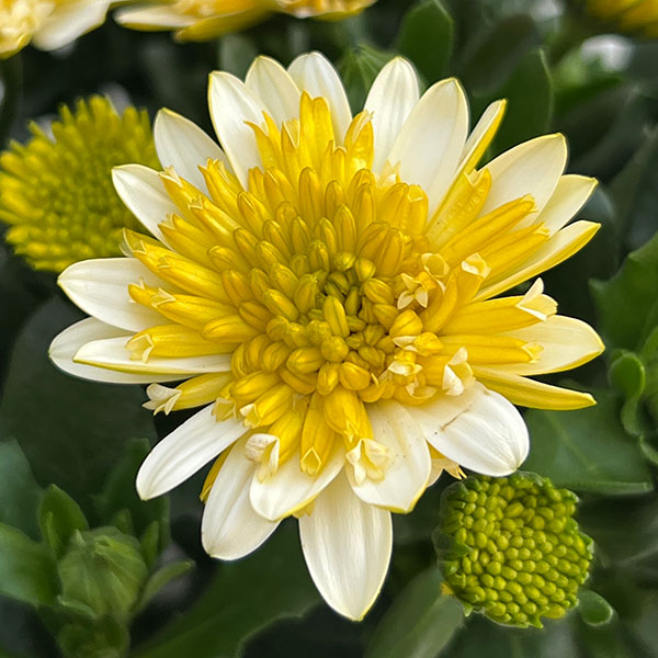 オステオスペルマム：プリンセス バナナタルト3.5号ポット