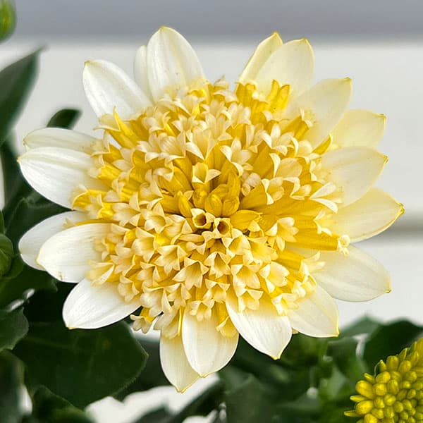 オステオスペルマム：プリンセス バナナタルト3.5号ポット