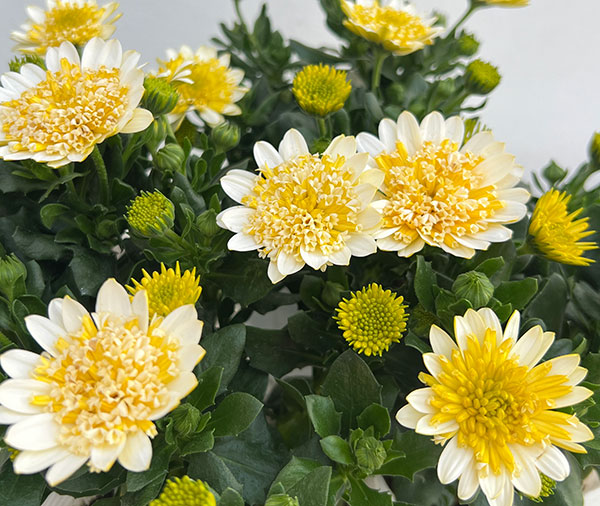 オステオスペルマム：プリンセス バナナタルト3.5号ポット