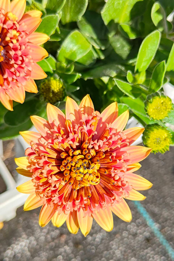 [26年1月中下旬予約]オステオスペルマム：リトルプリンセス キャラメリゼ3.5号ポット