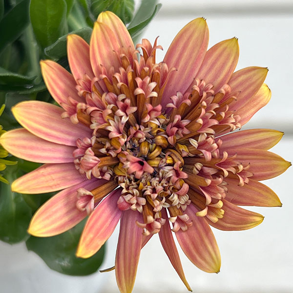 オステオスペルマム：リトルプリンセス キャラメリゼ3.5号ポット