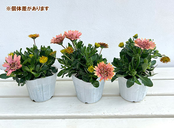 オステオスペルマム：リトルプリンセス キャラメリゼ3.5号ポット