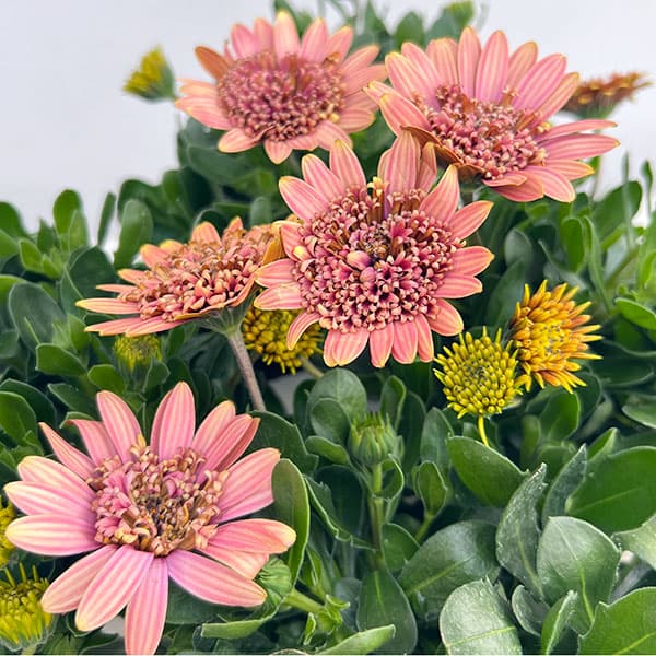 オステオスペルマム：リトルプリンセス キャラメリゼ3.5号ポット