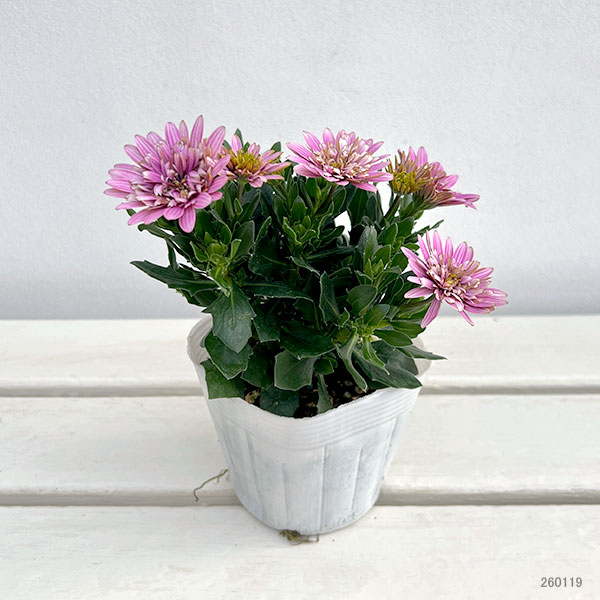 オステオスペルマム:リトルプリンセス ベリーベリー(ピンク)3.5号ポット