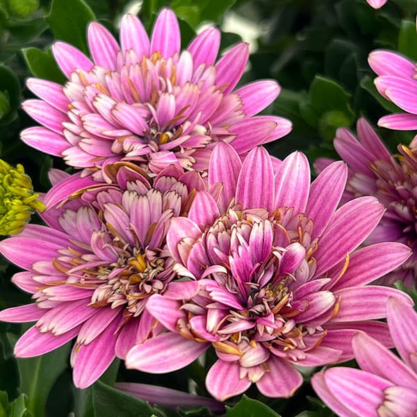 オステオスペルマム:リトルプリンセス ベリーベリー(ピンク)3.5号ポット