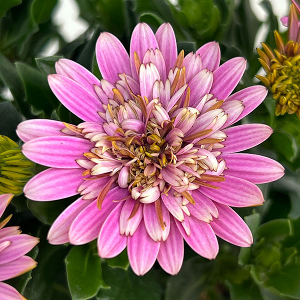 オステオスペルマム:リトルプリンセス ベリーベリー(ピンク)3.5号ポット