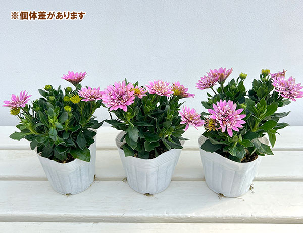 オステオスペルマム:リトルプリンセス ベリーベリー(ピンク)3.5号ポット