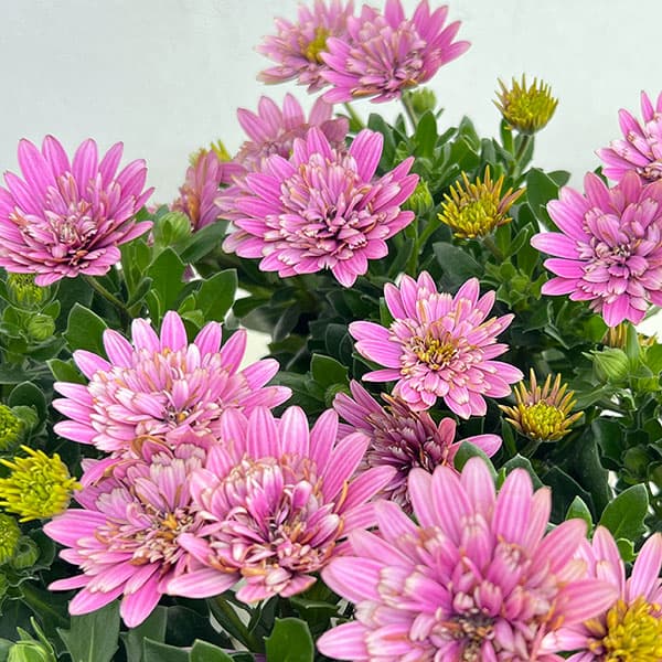 オステオスペルマム:リトルプリンセス ベリーベリー(ピンク)3.5号ポット