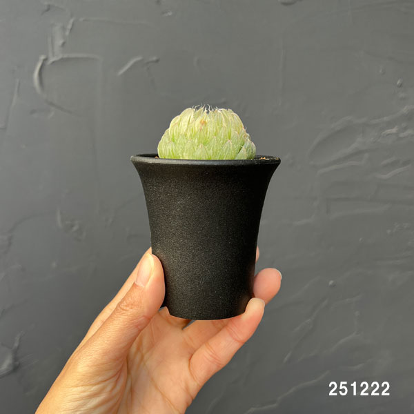 ハオルチア：翠雲錦2.5号スクエア鉢