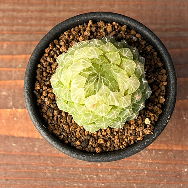 ハオルチア：翠雲錦2.5号スクエア鉢