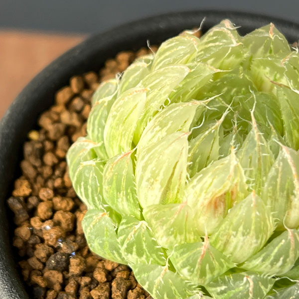 ハオルチア：翠雲錦2.5号スクエア鉢