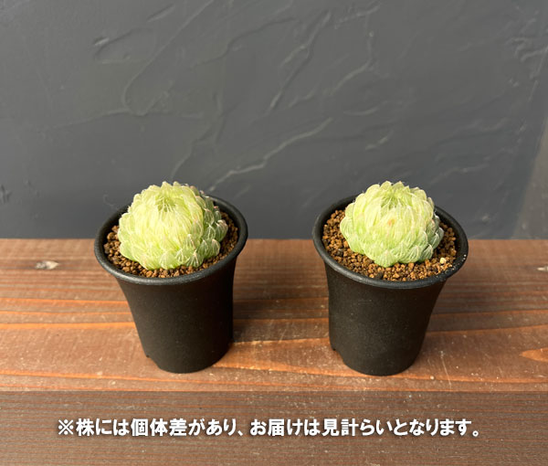 ハオルチア：翠雲錦2.5号スクエア鉢