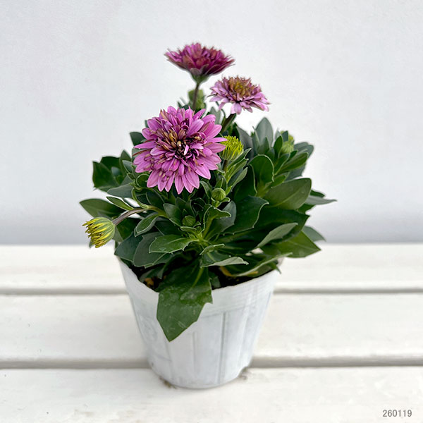 オステオスペルマム：リトルプリンセス　ブルーベリータルト3.5号ポット