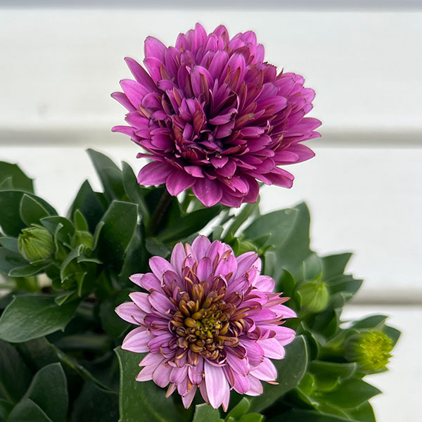 オステオスペルマム：リトルプリンセス　ブルーベリータルト3.5号ポット