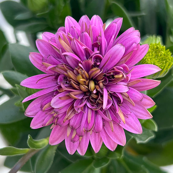 オステオスペルマム：リトルプリンセス　ブルーベリータルト3.5号ポット