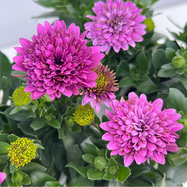 オステオスペルマム：リトルプリンセス　ブルーベリータルト3.5号ポット