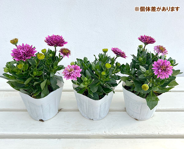 オステオスペルマム：リトルプリンセス　ブルーベリータルト3.5号ポット