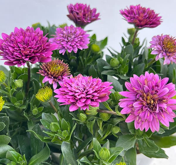 オステオスペルマム：リトルプリンセス　ブルーベリータルト3.5号ポット