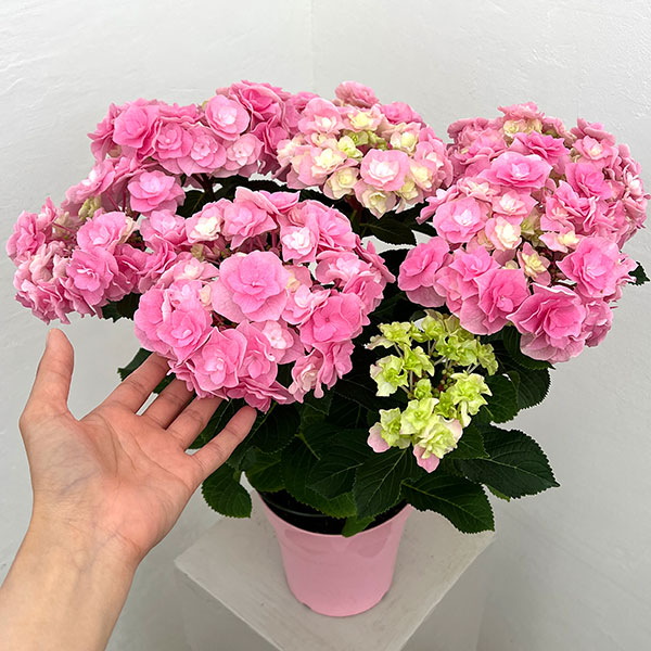 アジサイ：雷王（ライオウ）ピンク5号鉢植え