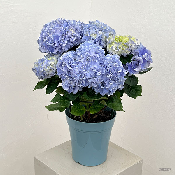 アジサイ：フルフル（ブルー）5号鉢植え