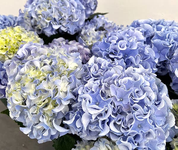 アジサイ：フルフル（ブルー）5号鉢植え