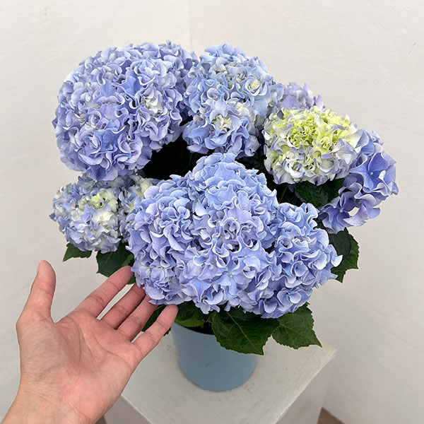 アジサイ：フルフル（ブルー）5号鉢植え