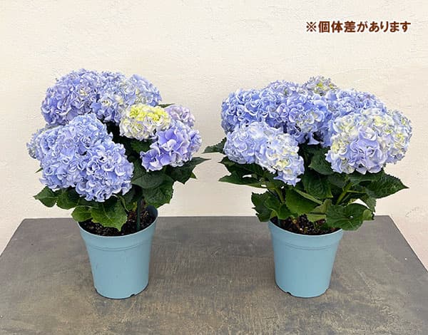 アジサイ：フルフル（ブルー）5号鉢植え