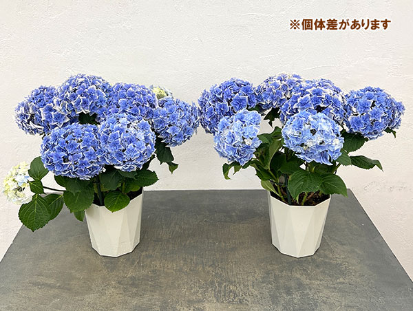 アジサイ：旭日昇天（キョクジツショウテン）ブルー5号鉢植え
