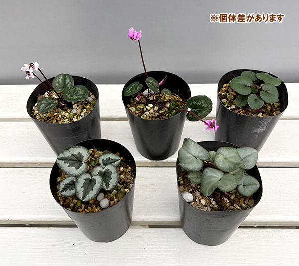 園芸ネット本店｜原種シクラメン：コウム（花色葉色見計らい）3号