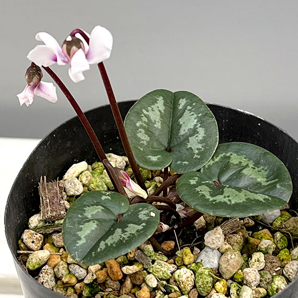 原種シクラメン：コウム（花色葉色見計らい）3号ポット