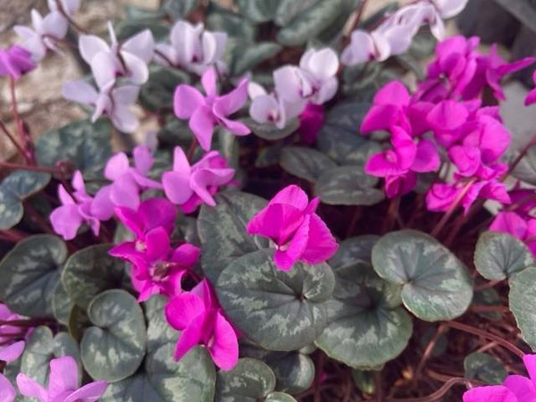 原種シクラメン：コウム（花色葉色見計らい）3号ポット