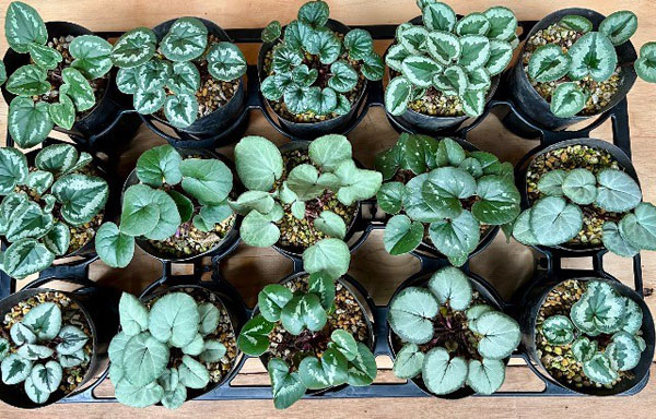 原種シクラメン：コウム（花色葉色見計らい）3号ポット