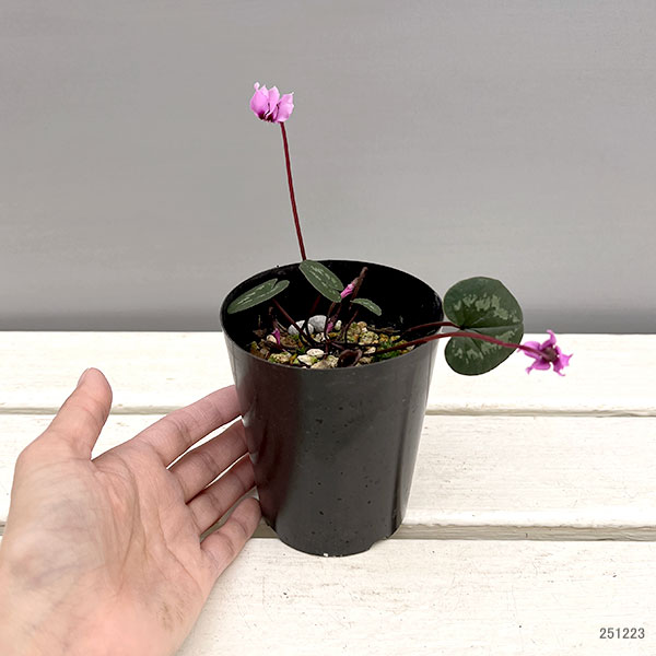 園芸ネット本店｜原種シクラメン：コウム（花色葉色見計らい）3号